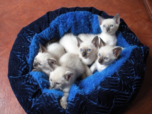 kittens