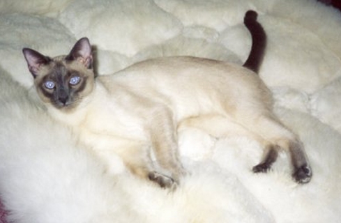 mingo Siamese male cat